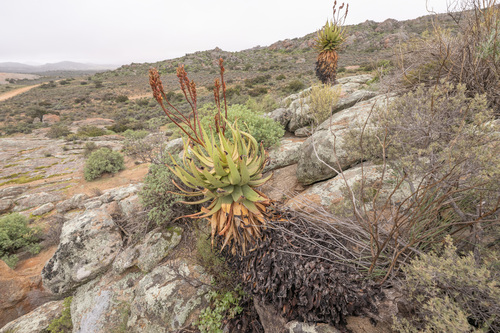 Namaqua aloe (Aloe khamiesensis)