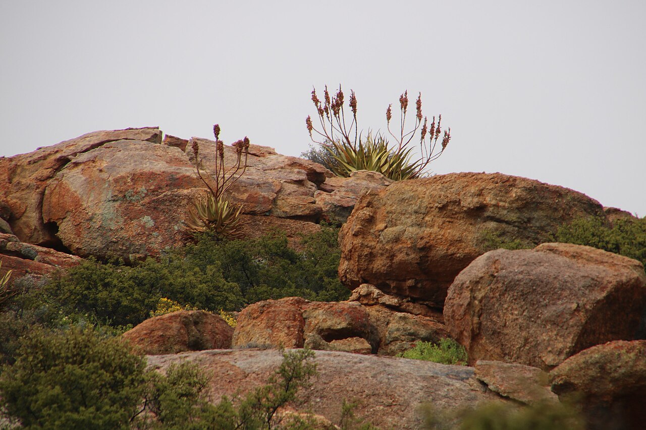 Namaqua aloe: Khamiesberg aloe