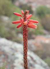 Namaqua aloe (Aloe khamiesensis)