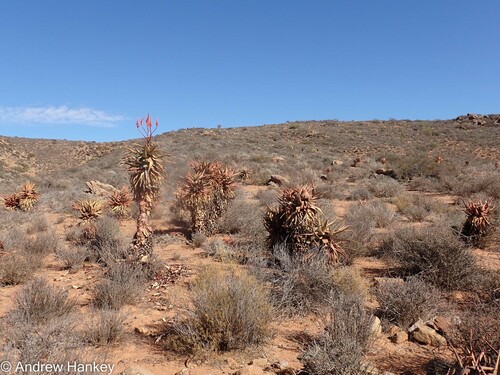 Namaqua aloe (Aloe khamiesensis)