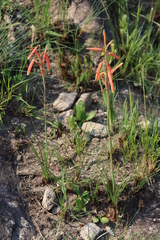 Grass aloe (Aloe kniphofioides)