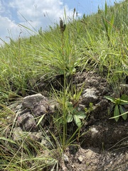 Grass aloe (Aloe kniphofioides)