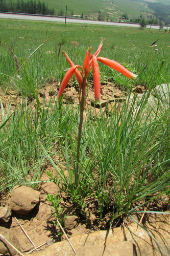 Grass aloe (Aloe kniphofioides)