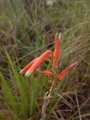 Grass aloe (Aloe kniphofioides)