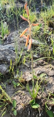 Grass aloe (Aloe kniphofioides)