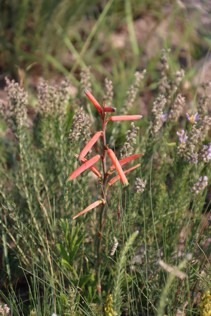 Grass aloe (Aloe kniphofioides)