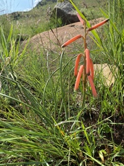 Grass aloe (Aloe kniphofioides)