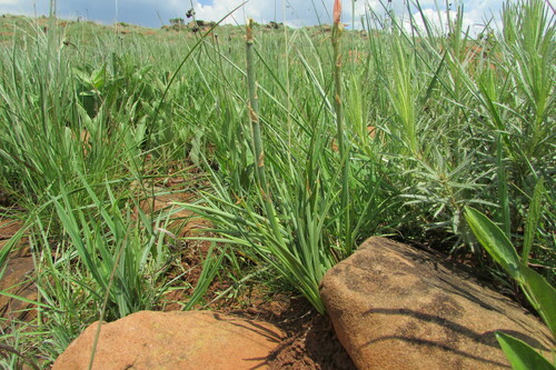 Grass aloe (Aloe kniphofioides)