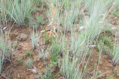 Grass aloe (Aloe kniphofioides)