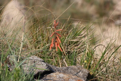 Grass aloe (Aloe kniphofioides)