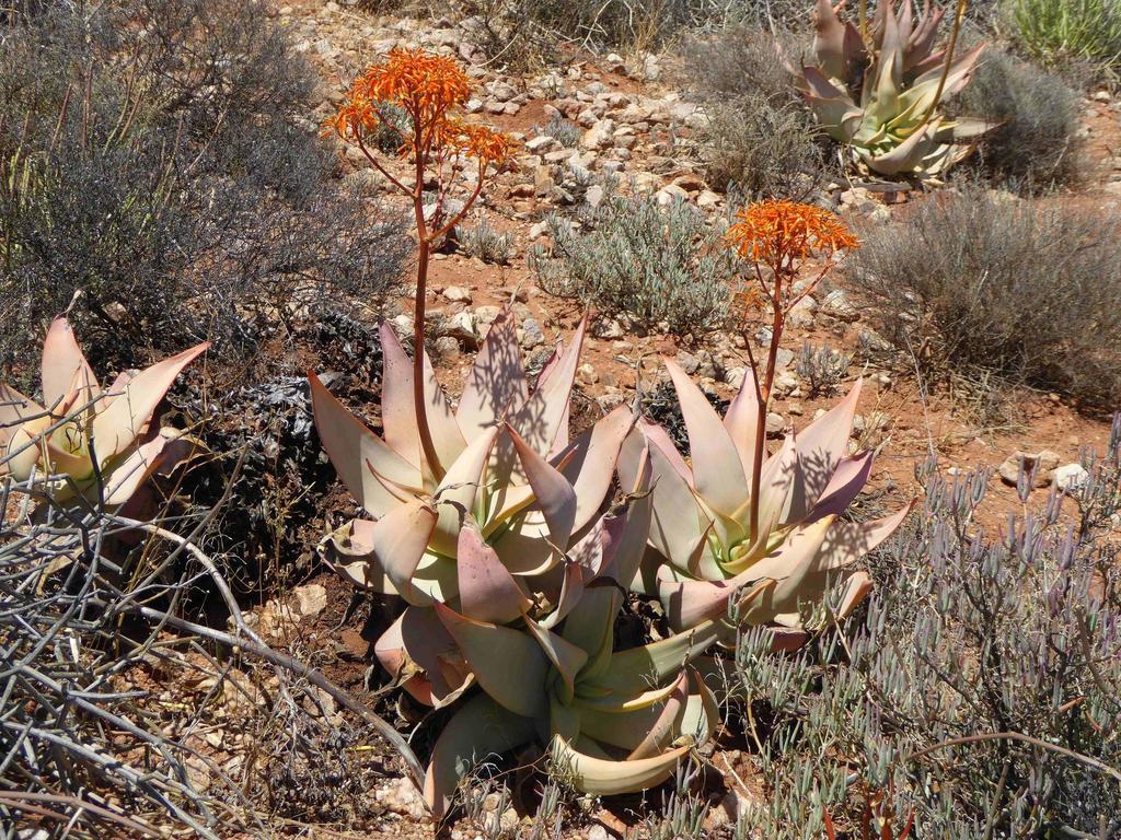 Aloe komaggasensis (Aloe komaggasensis)