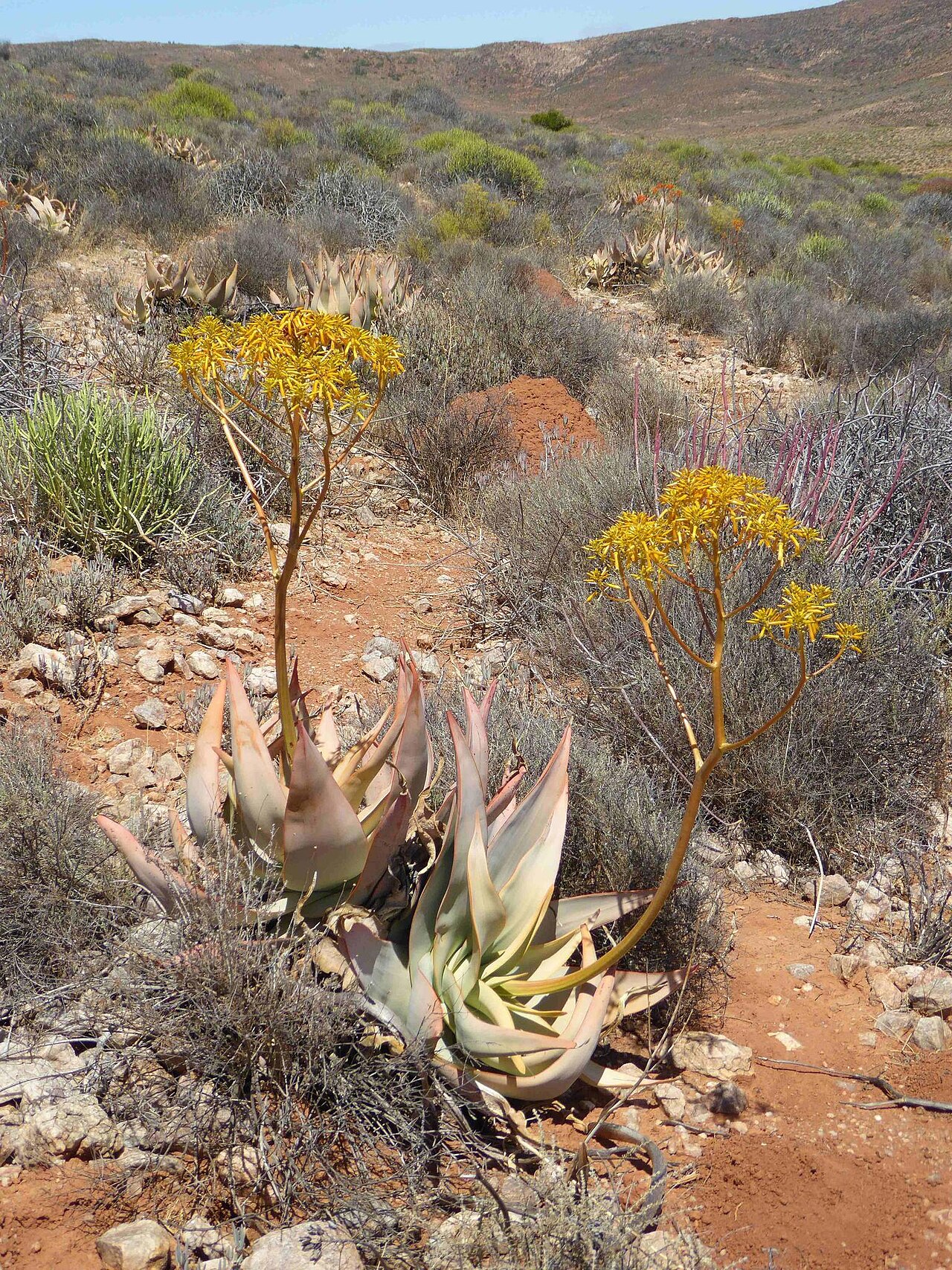 Aloe komaggasensis: Komaggas Aloe