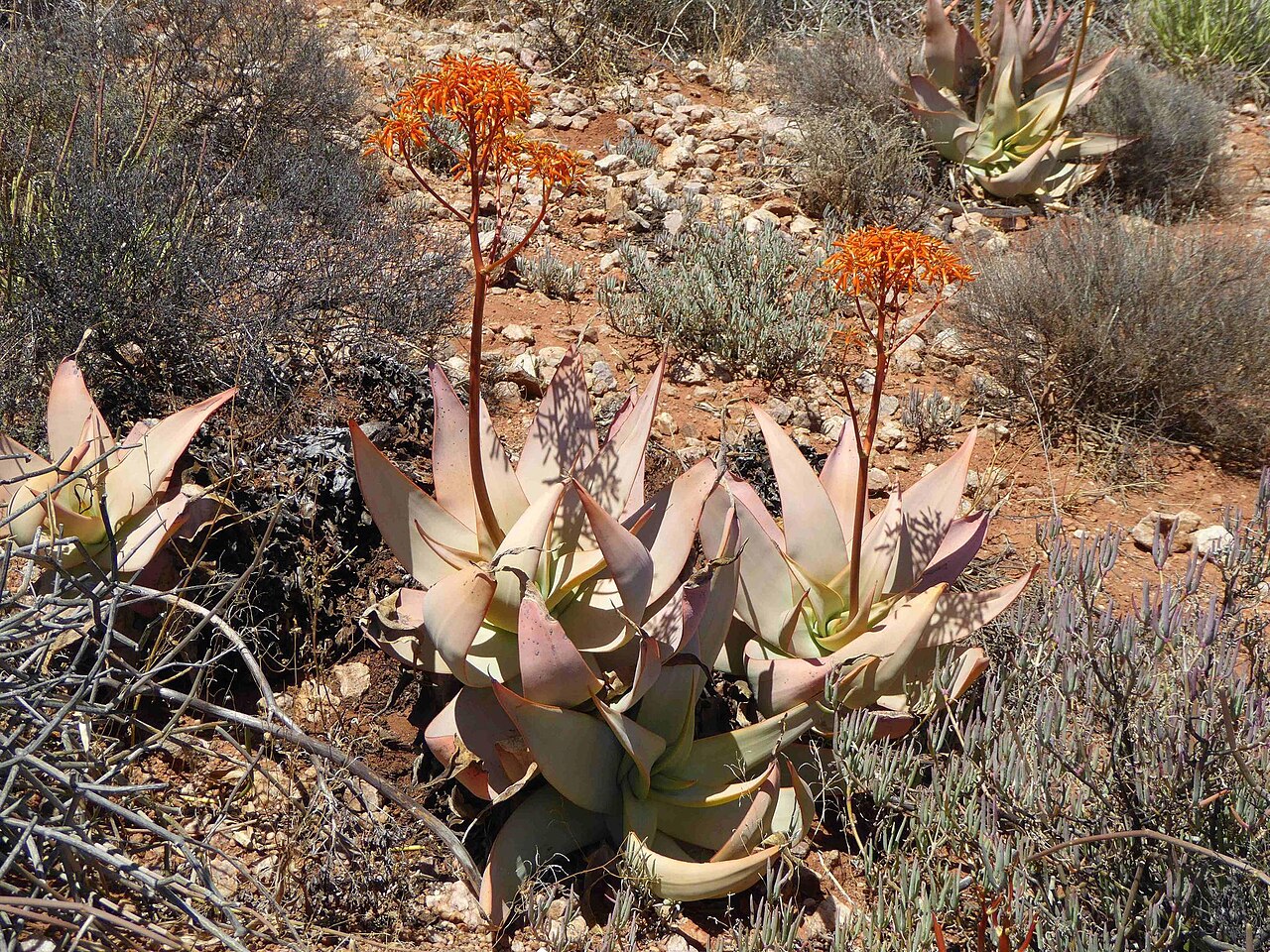 Aloe komaggasensis: Komaggas Aloe