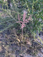 Aloe komatiensis (Aloe komatiensis)
