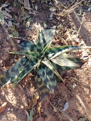 Aloe komatiensis (Aloe komatiensis)