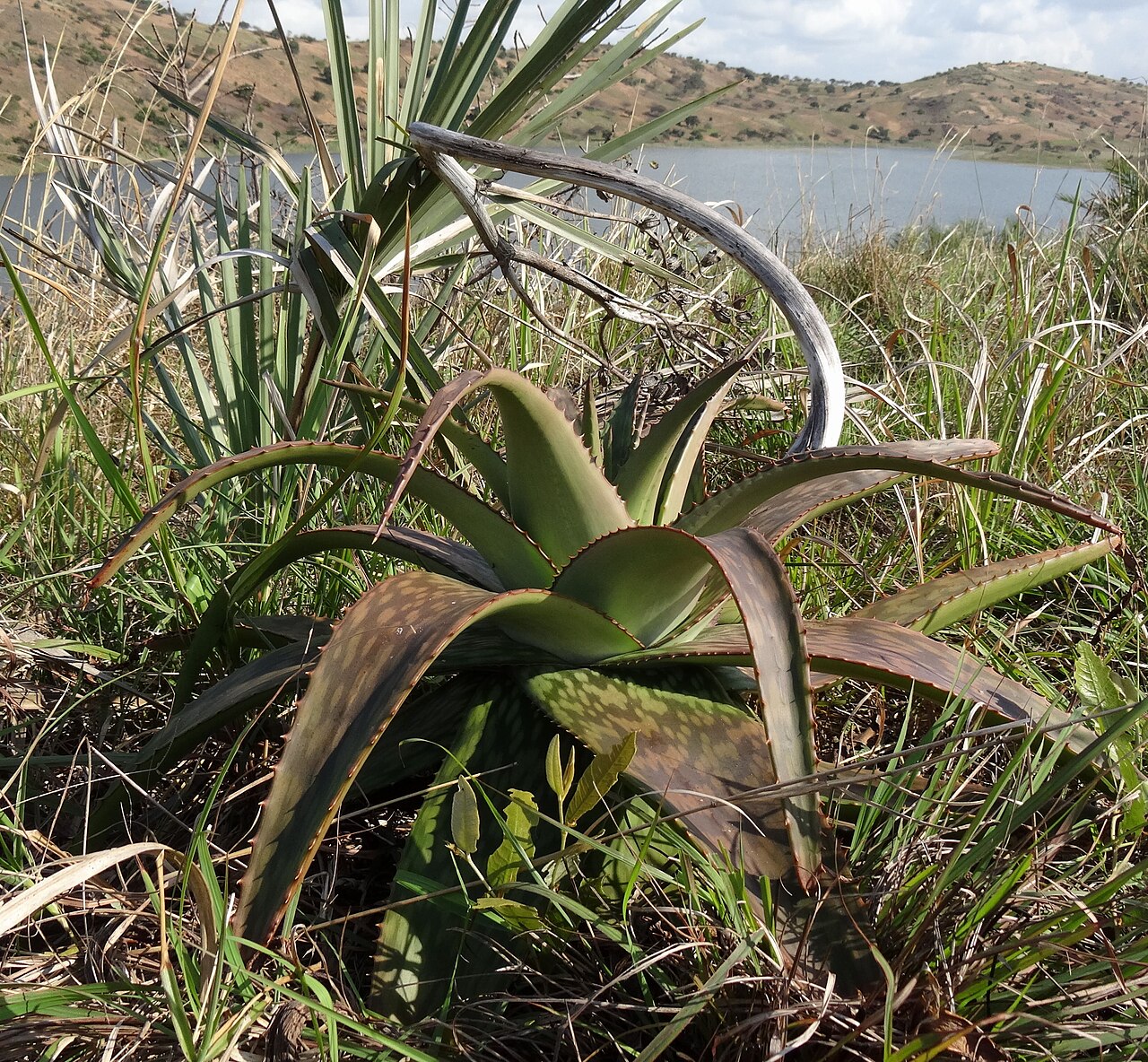 Aloe komatiensis: Aloe komatiensis is a species of sandy coastal habitats that flowers late rainy season (march or april), with pale reddish flowers. Here at lagoon close to Xai-