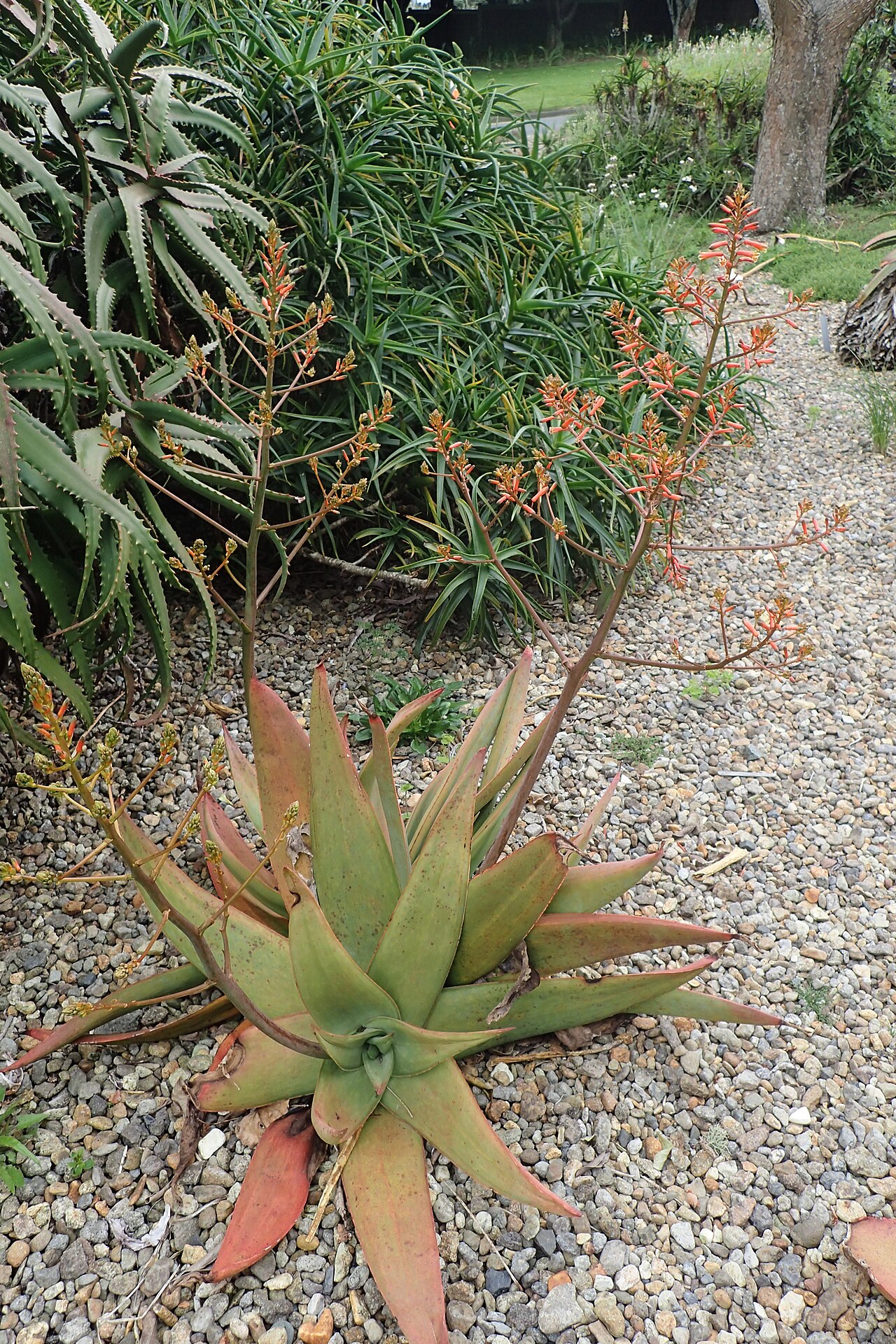 Aloe kouebokkeveldensis: Aloe kouebokkeveldensis in Auckland Botanic Gardens