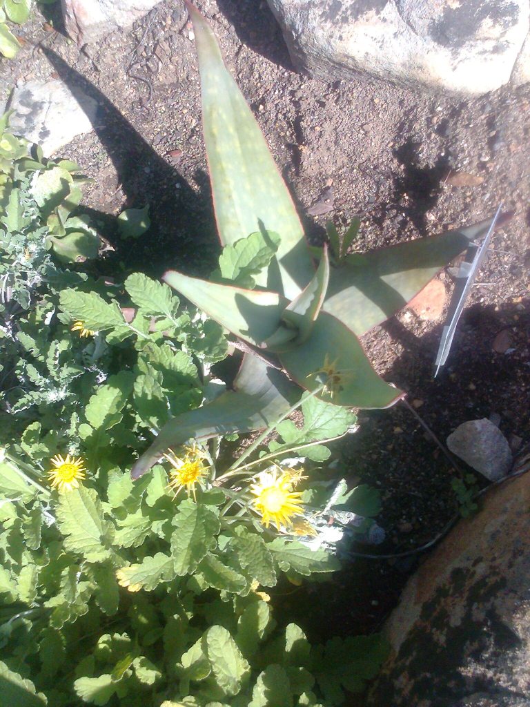 Aloe kouebokkeveldensis: Aloe kouebokkeveldensis plant