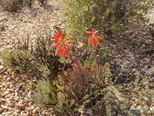 Aloe krapohliana (Aloe krapohliana)