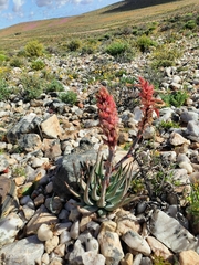 Aloe krapohliana (Aloe krapohliana)