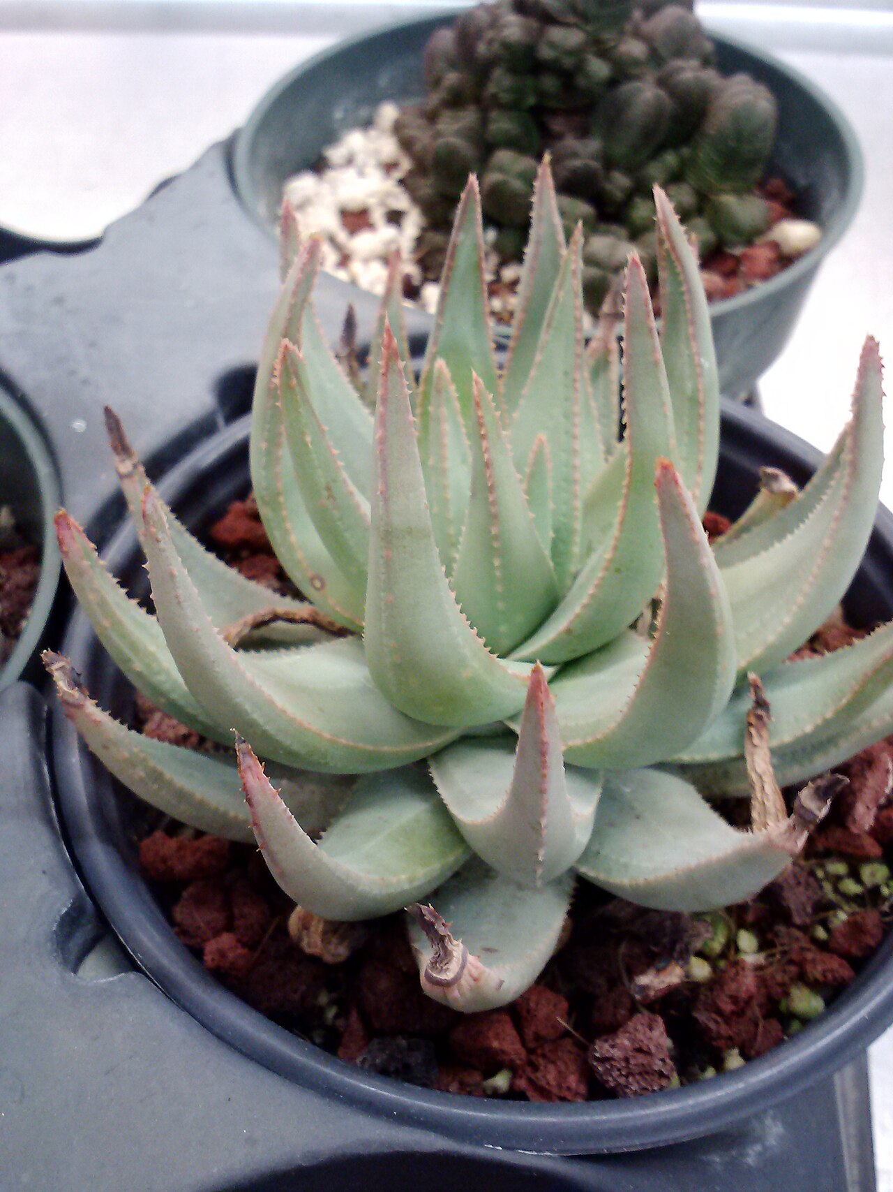 Aloe krapohliana: Aloe krapohliana