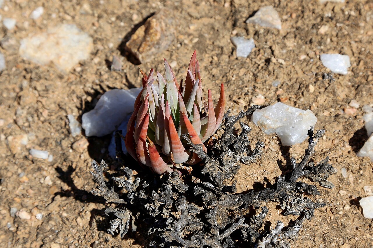 Aloe krapohliana: Namaqua National Park, Northern Cape, South Africa
