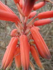Aloe krapohliana (Aloe krapohliana)