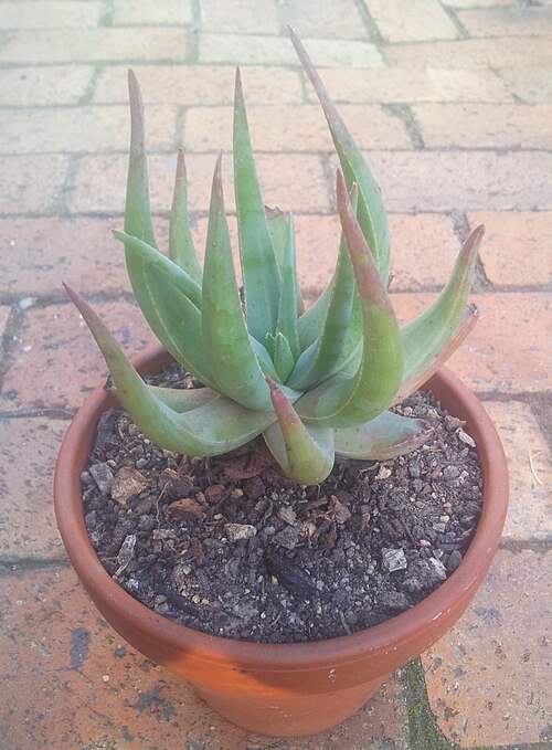 Aloe krapohliana: Aloe krapohliana in cultivation