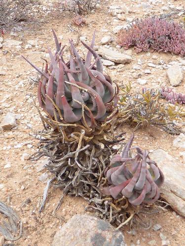 Aloe krapohliana (Aloe krapohliana)