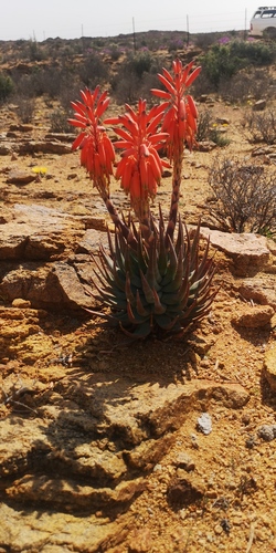 Aloe krapohliana (Aloe krapohliana)