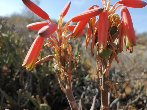 Aloe krapohliana (Aloe krapohliana)