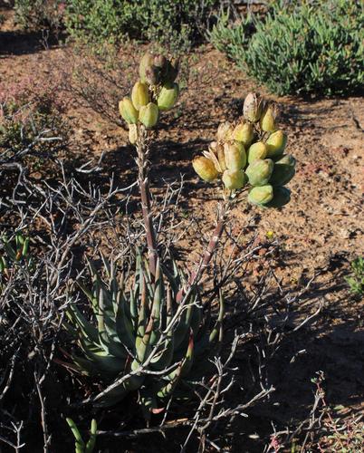 Aloe krapohliana (Aloe krapohliana)