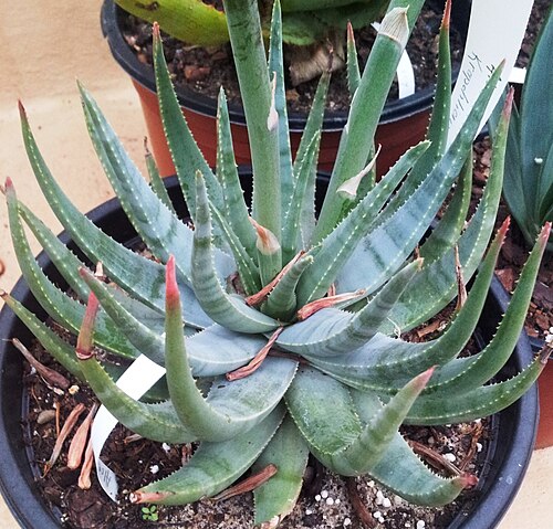 Aloe krapohliana: Aloe kaprohliana in cultivation 5