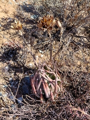 Aloe krapohliana (Aloe krapohliana)