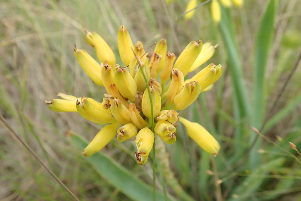Aloe kraussii (Aloe kraussii)