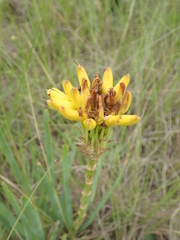 Aloe kraussii (Aloe kraussii)