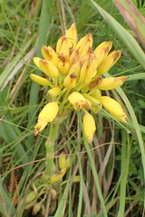 Aloe kraussii (Aloe kraussii)