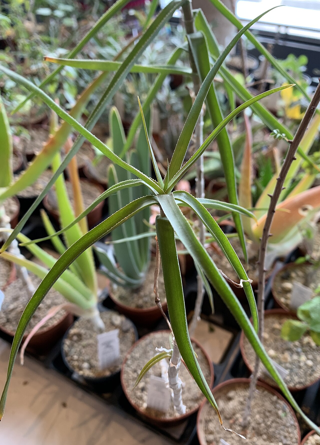 Aloe kulalensis: als Aloe kulalensis erworben, Etikett stimmt aber nicht, vermutlich irgendetwas in Richtung Aloe cilliaris .