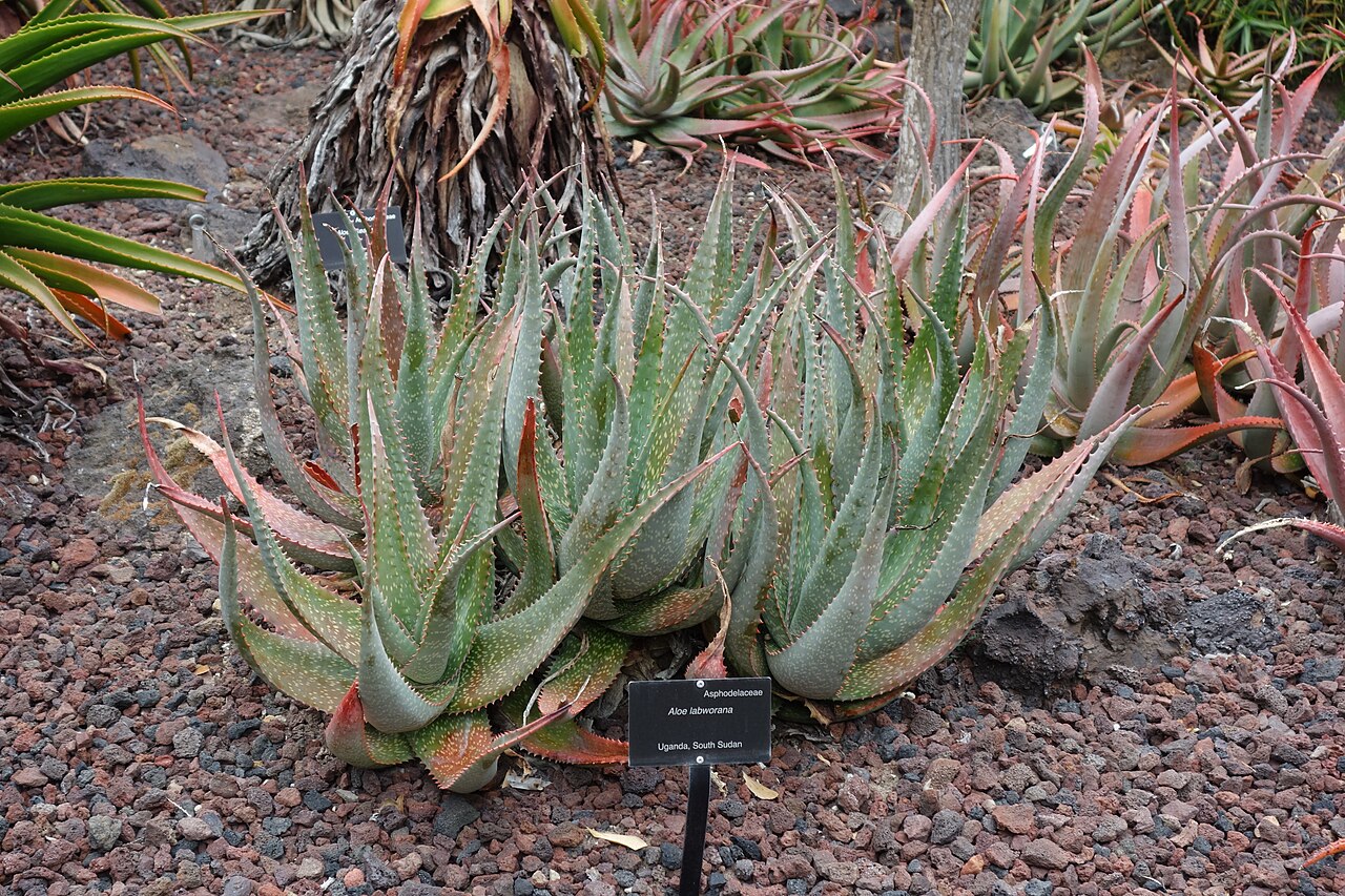 Aloe labworana: Lotusland - Montecito, California, USA.