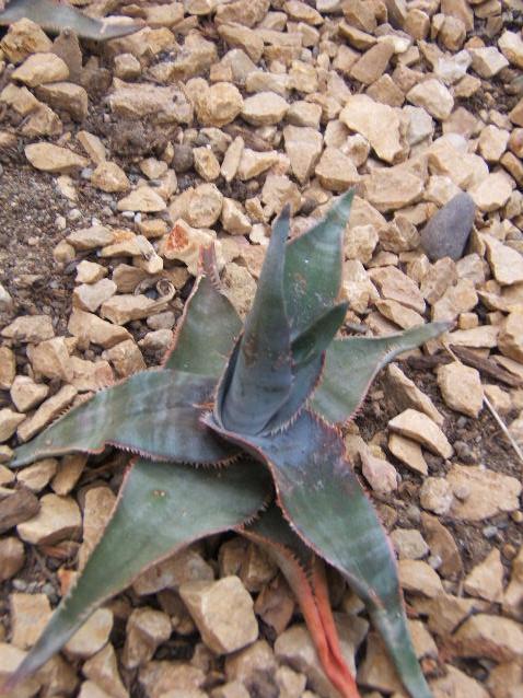 Aloe laeta: Aloe laeta at the Botanical Garden of Neuchâtel , Switzerland .