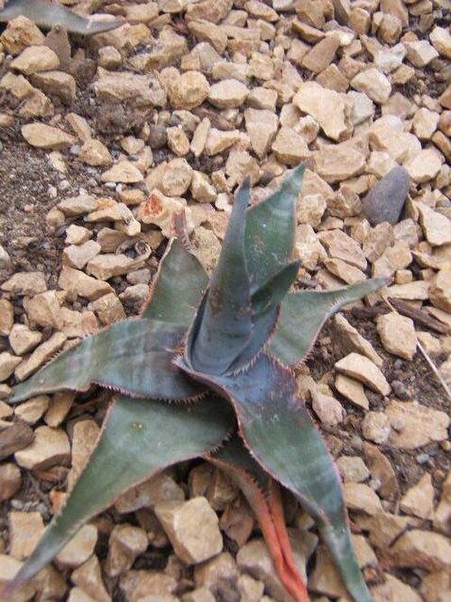 Aloe laeta: Aloe laeta at the Botanical Garden of Neuchâtel , Switzerland .