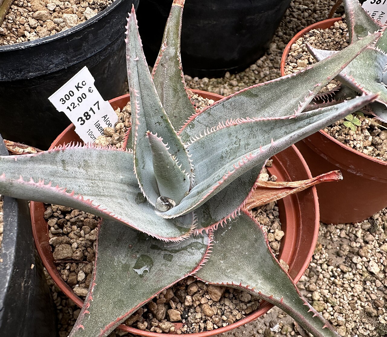 Aloe laeta: Aloe laeta in Kultur