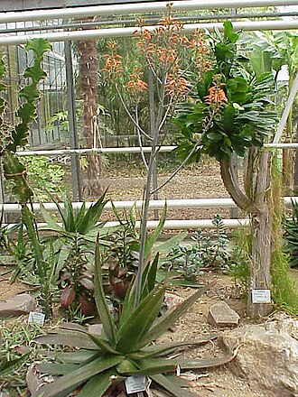 Aloe lateritia: Species : Aloe lateritia Family : Asphodelaceae Image No. 2