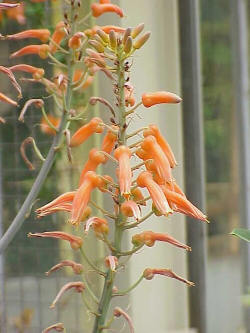 Aloe lateritia: Species : Aloe lateritia Family : Asphodelaceae Image No. 1