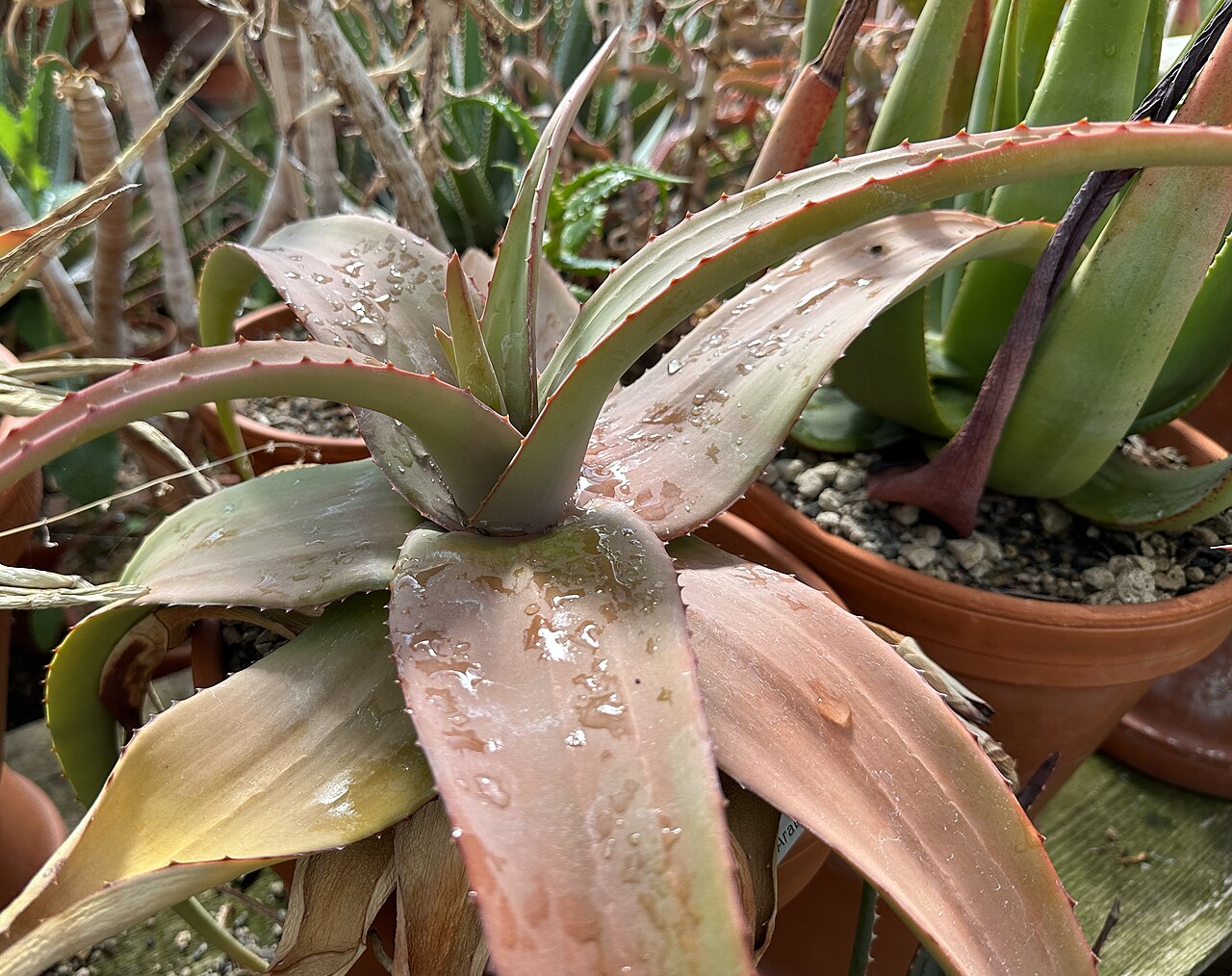 Aloe lavranosii: Aloe lavranosii (Syn. Aloe doei ) im Botanischen Garten München