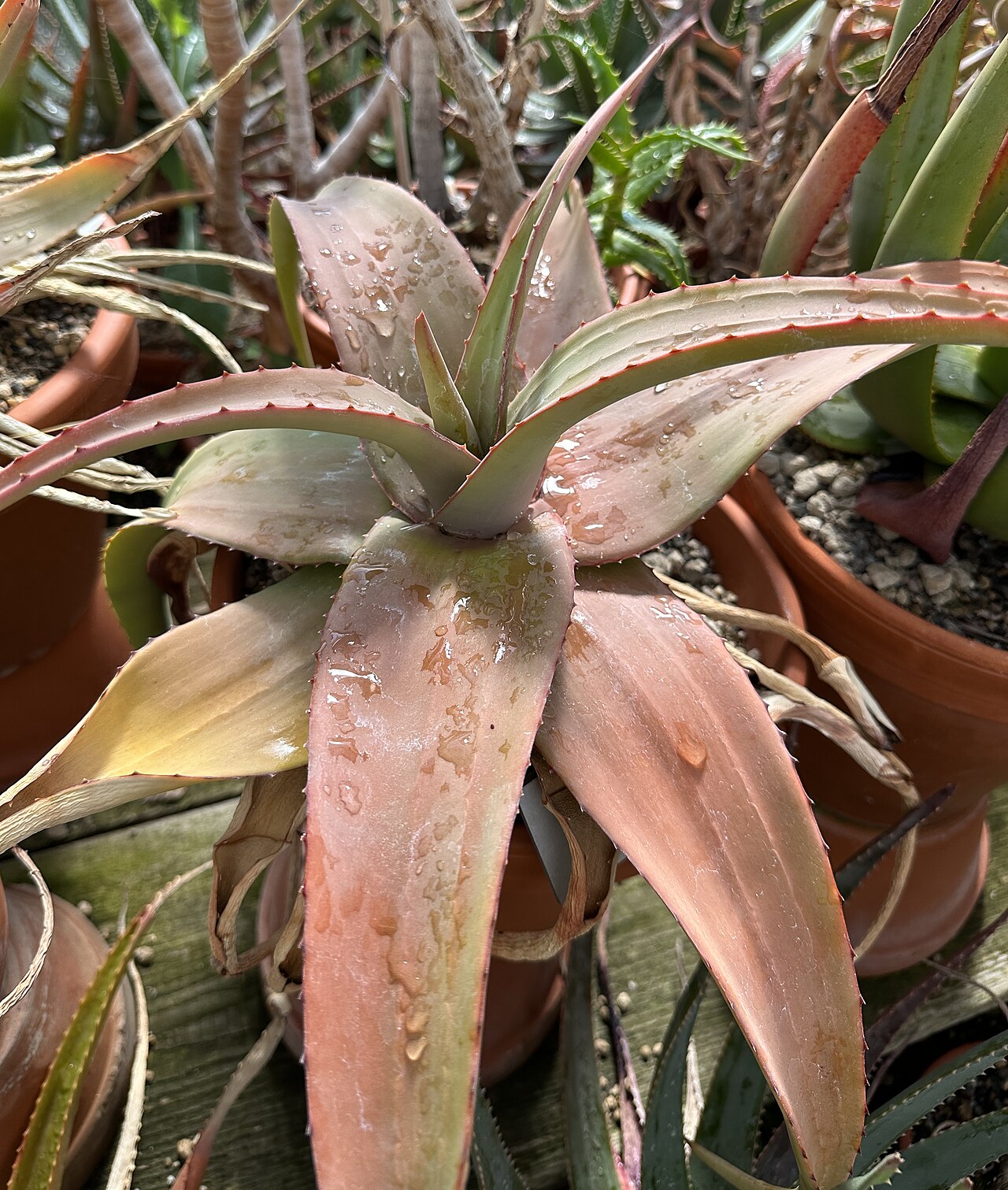 Aloe lavranosii: Aloe lavranosii (Syn. Aloe doei ) im Botanischen Garten München