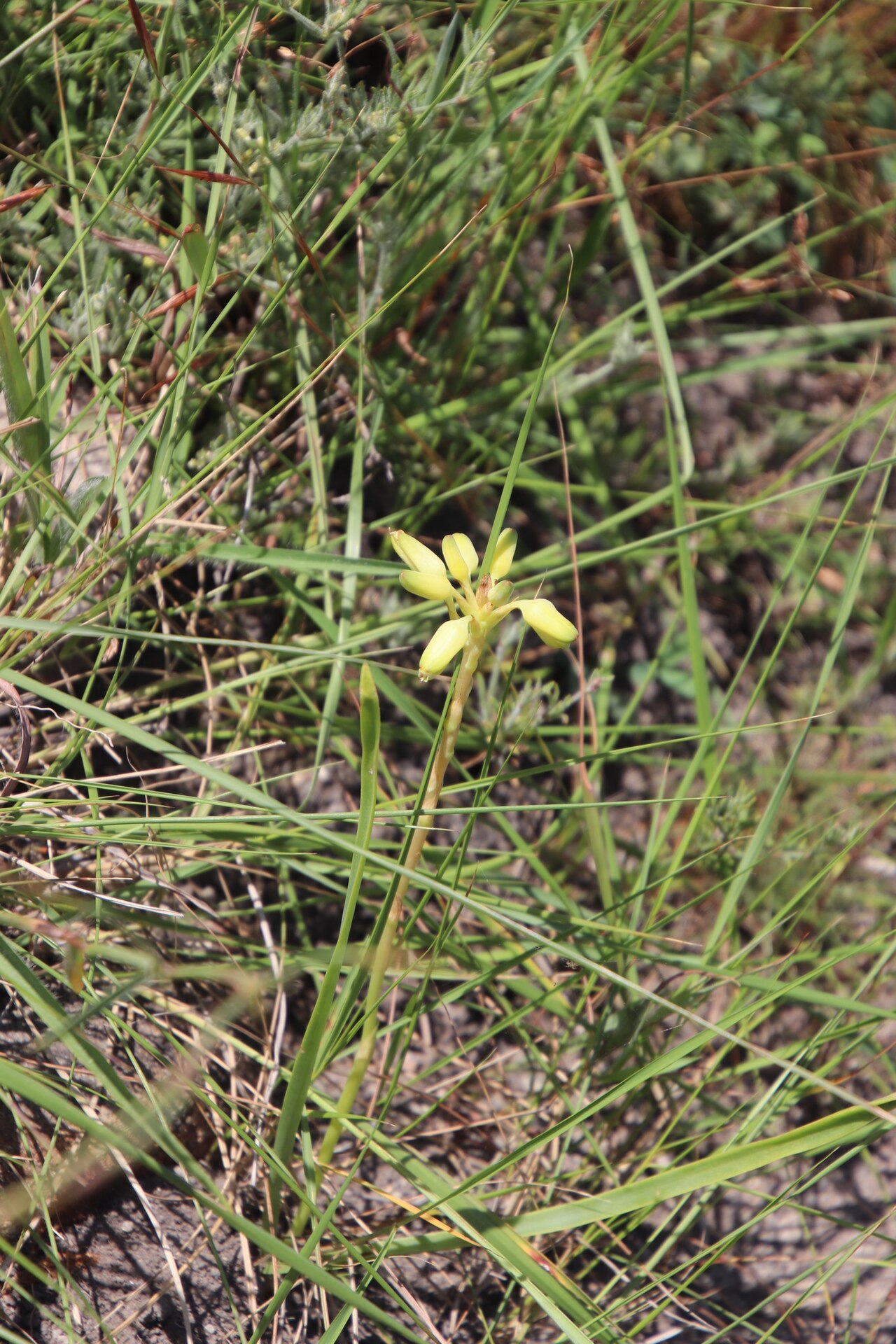 Aloe linearifolia: dwarf yellow grass aloe