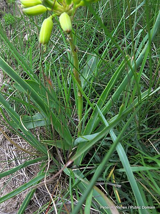 Aloe linearifolia: dwarf yellow grass aloe