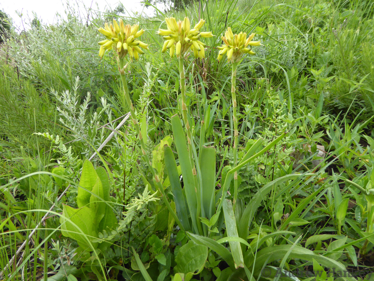 Aloe linearifolia: dwarf yellow grass aloe