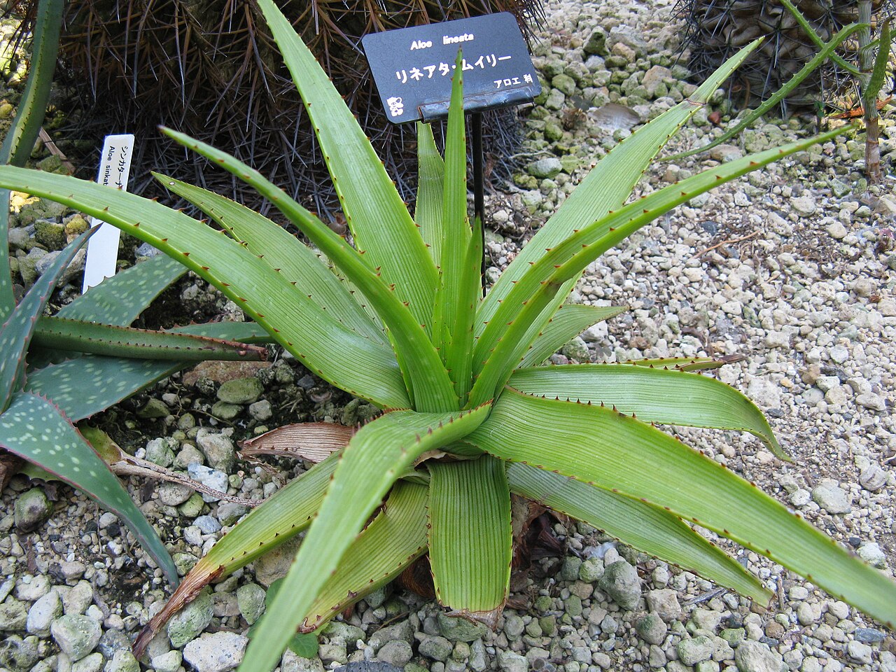 Aloe lineata: Aloe lineata Place:Osaka Prefectural Flower Garden,Osaka,Japan